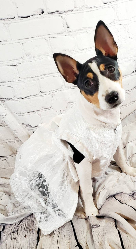 Flower dog dress, flower cat dress, flower Pet dress, wedding pet dress, wedding dress for pets, wedding costume, white lace pet dress