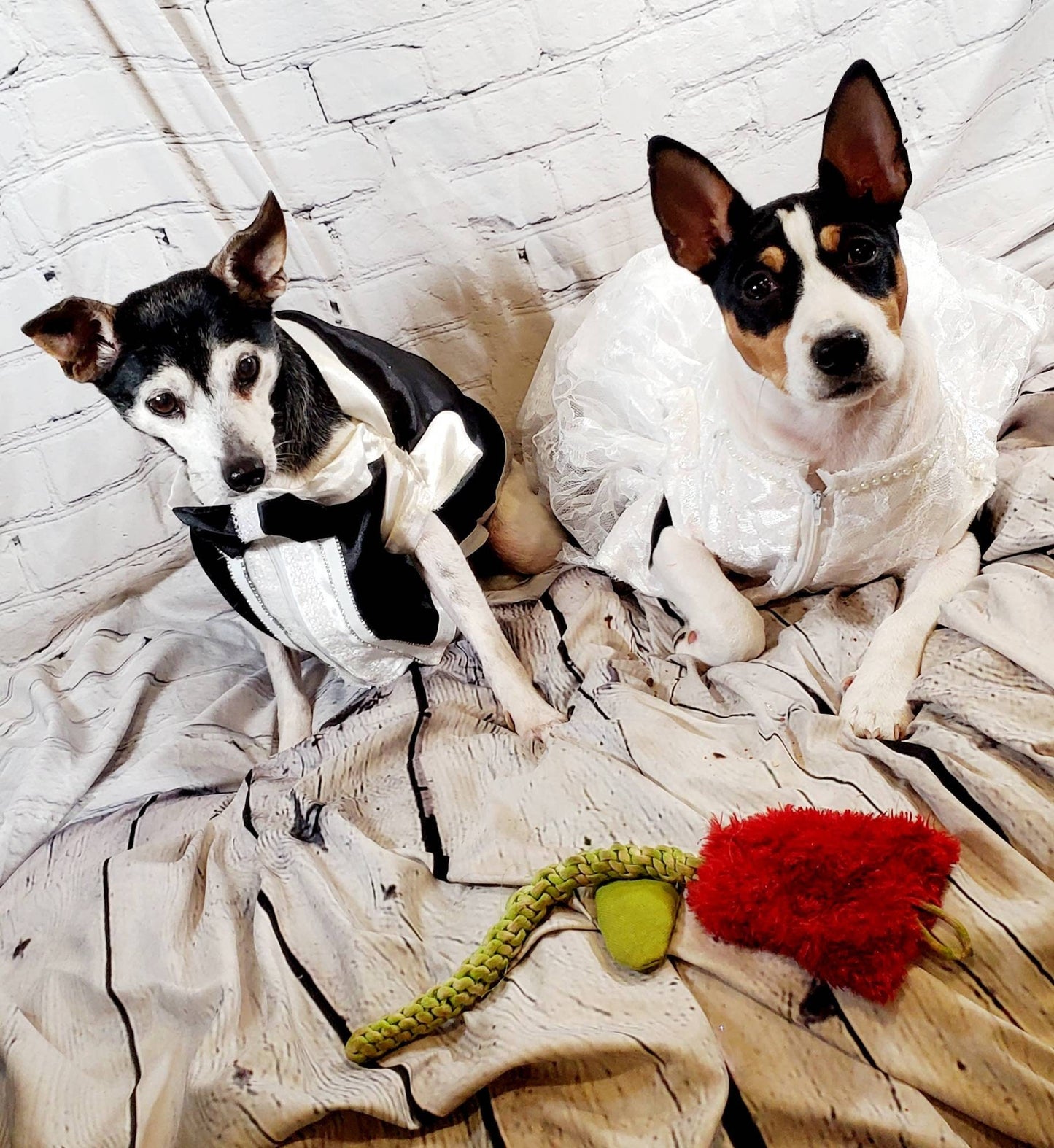 Flower dog and ring bearer set, flower cat dress, flower Pet dress, wedding pet dress, tux pet, ring bearer, wedding costume, dog wedding