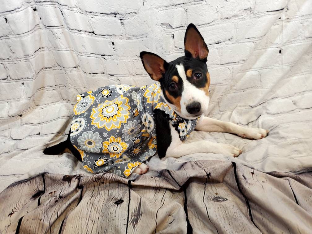 Flower Burst pet dress, flower Pet dress, flower cat dress, flower dog dress, dress collar combo, matching dress, dog sundress