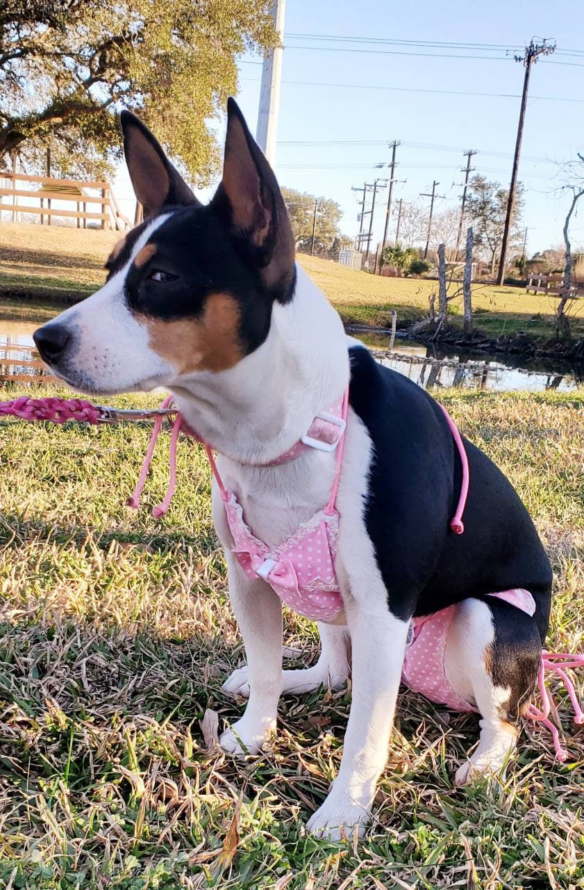 Pet Bathing Suit, Pet string bikini, dog bathing suit, pet bikini, dog bikini, cat bikini, cherry pet bikini, triangle pet bikini, polka dot