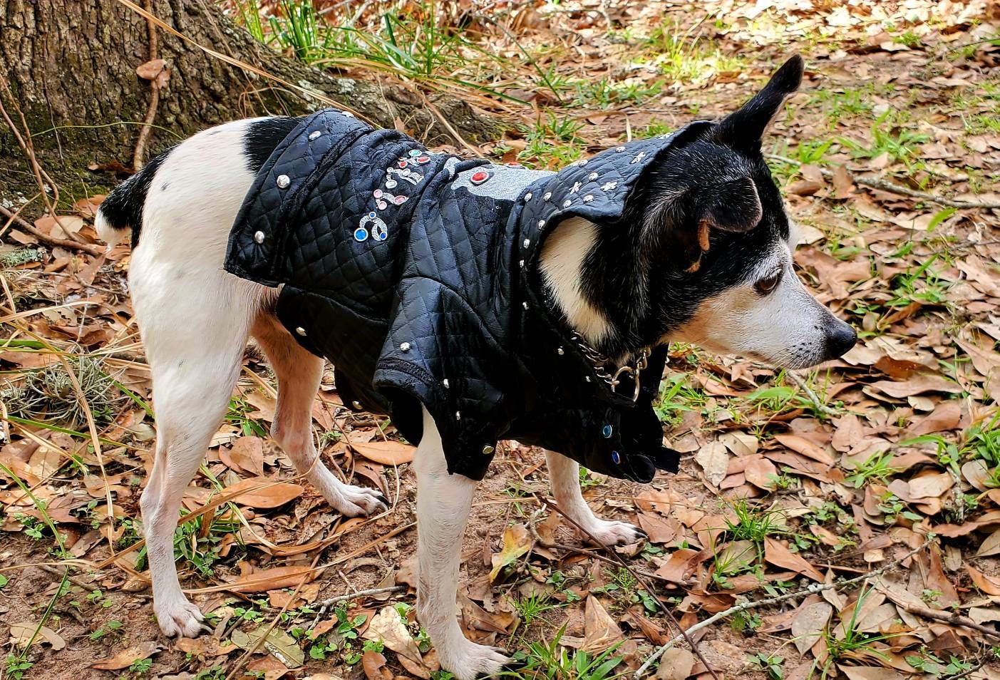 Pet leather jacket, pet personalized jacket, black pleather dog jacket, motorcycle pet jacket, bad to the bone pet jacket, jackets for dogs