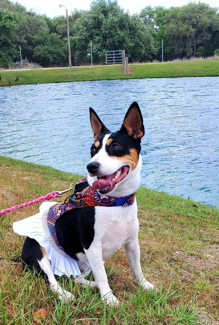 Houston Astros Pet harness dress, harness pet dresses, Astros Pet dress, Astros dog dress, Astros cat dress, dog harness dresses, cat