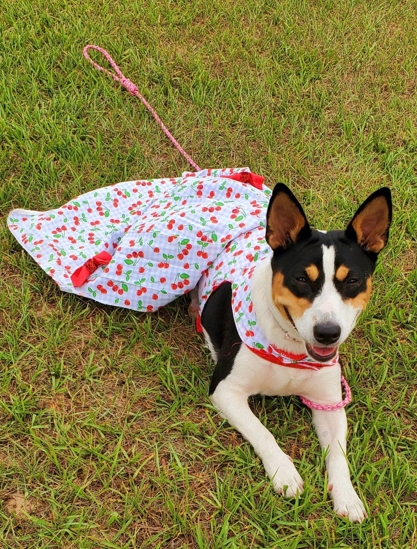 Cherry Pet Dress, Cherry dog dress, cherry cat dress, gingham print pet dress, lingerie pet dress with bows, dresses for pets, summer pet