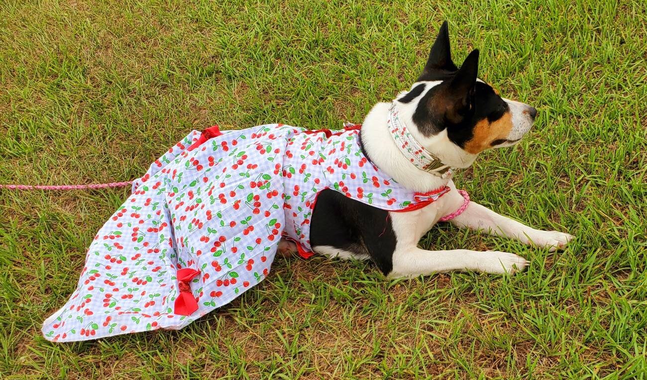 Cherry Pet Dress, Cherry dog dress, cherry cat dress, gingham print pet dress, lingerie pet dress with bows, dresses for pets, summer pet