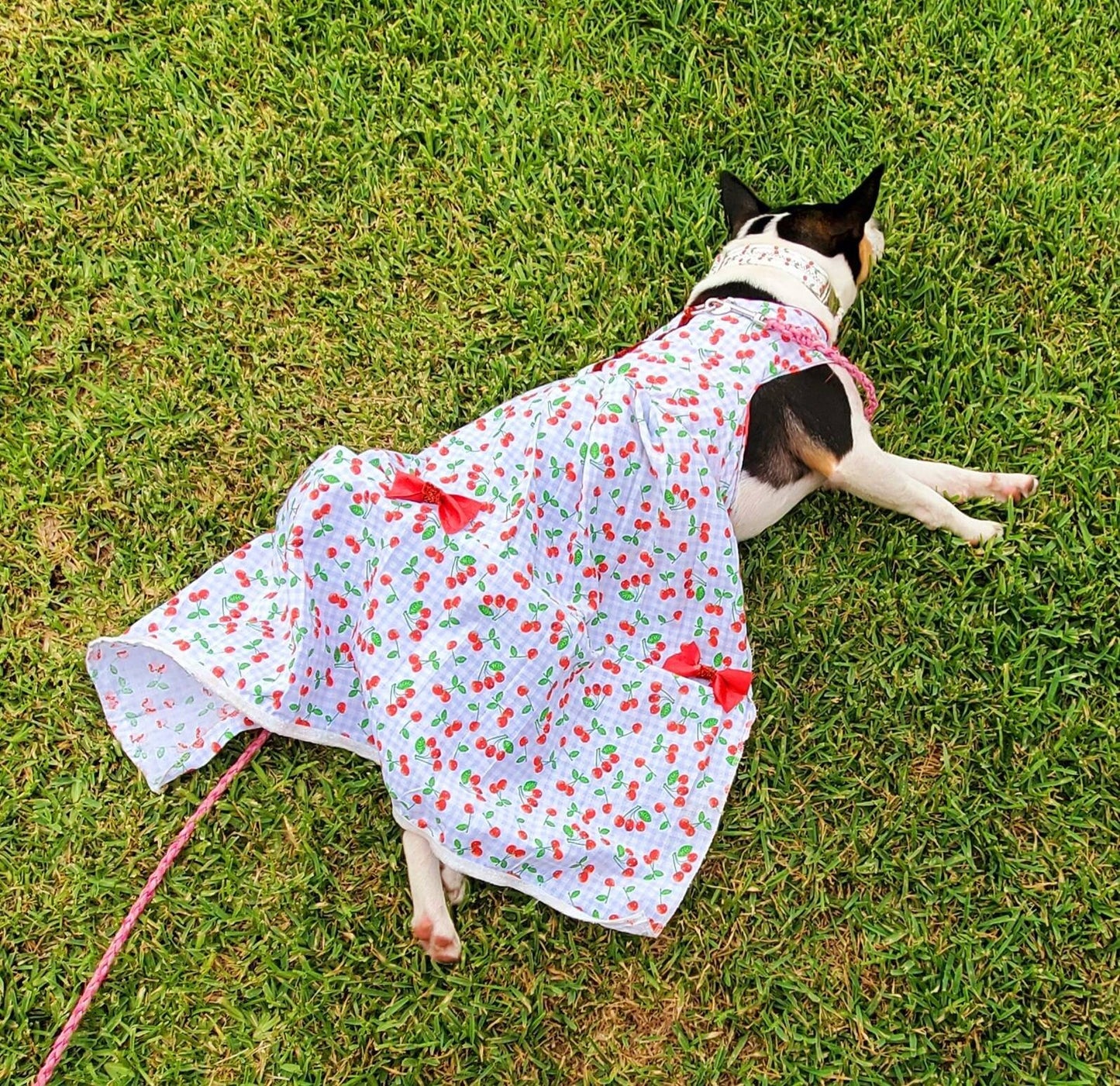 Cherry Pet Dress, Cherry dog dress, cherry cat dress, gingham print pet dress, lingerie pet dress with bows, dresses for pets, summer pet