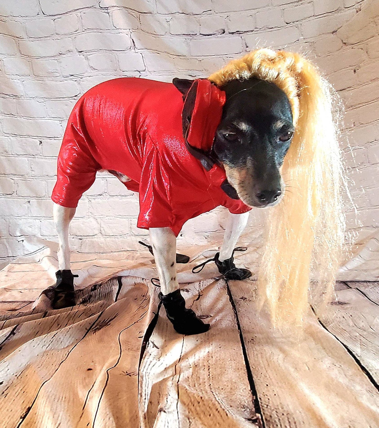 Britney Spears pet costume replica, oops I did it again pet costume, pop singer pet costume, dog pop singer, Britney Spears dog costume