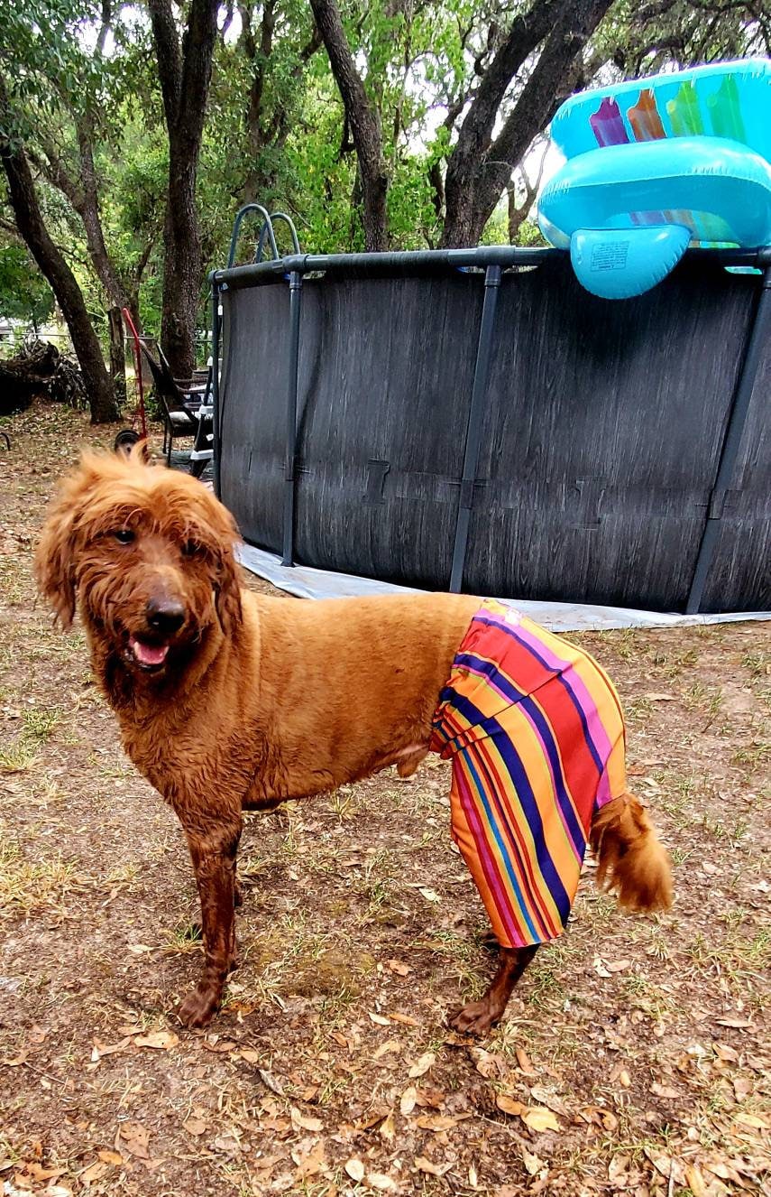 Pet swimming trunks, pet swimming shorts, dog swimming shorts, cat swimming shirts, personalize pet hat combo, pet hats, dog hats, cat hats