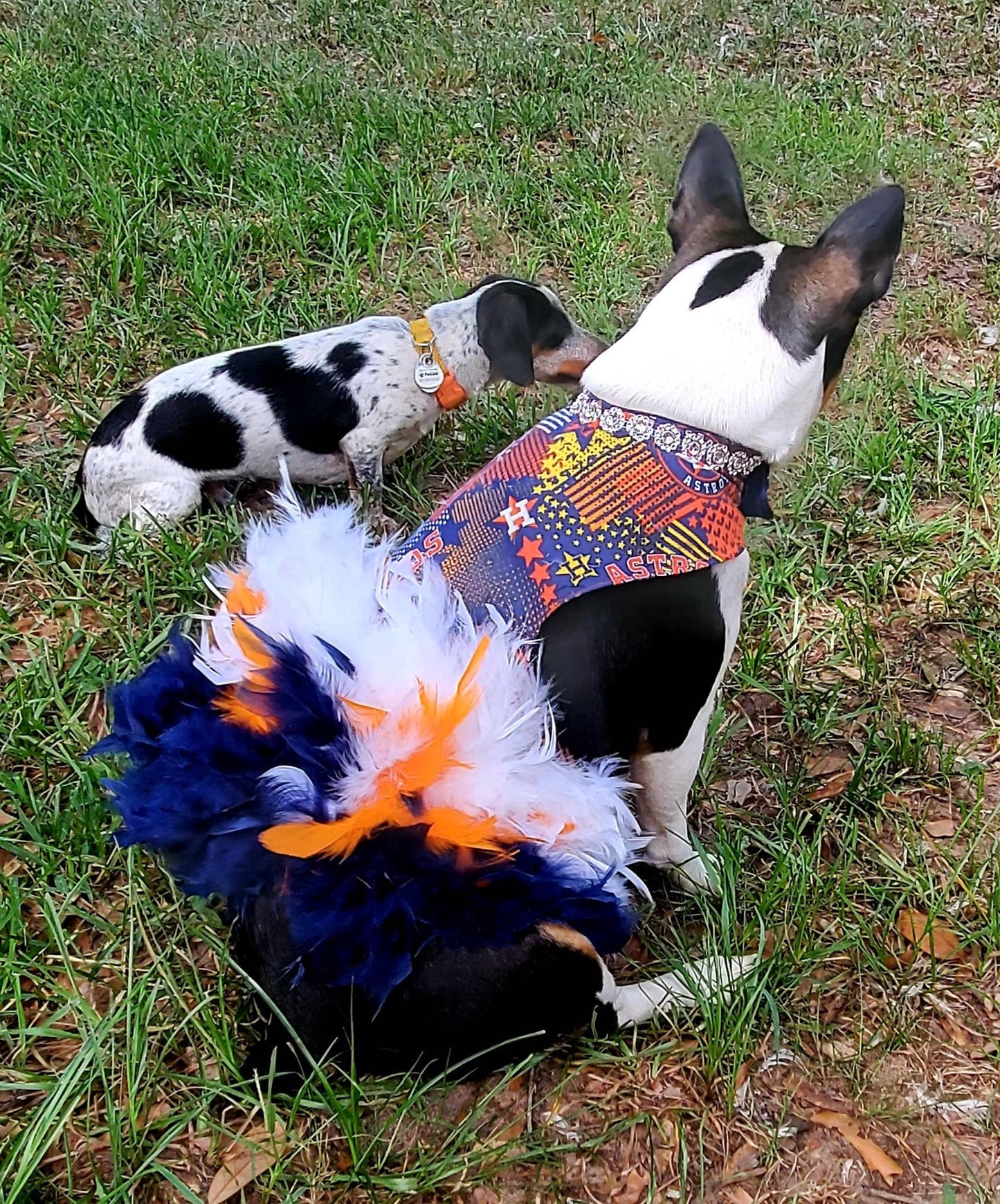 Houston Astros feather Pet dress, Astros feather dog dresses, Astros cat dress, Houston Astros Pet dresses, feather pet dresses, dog dress