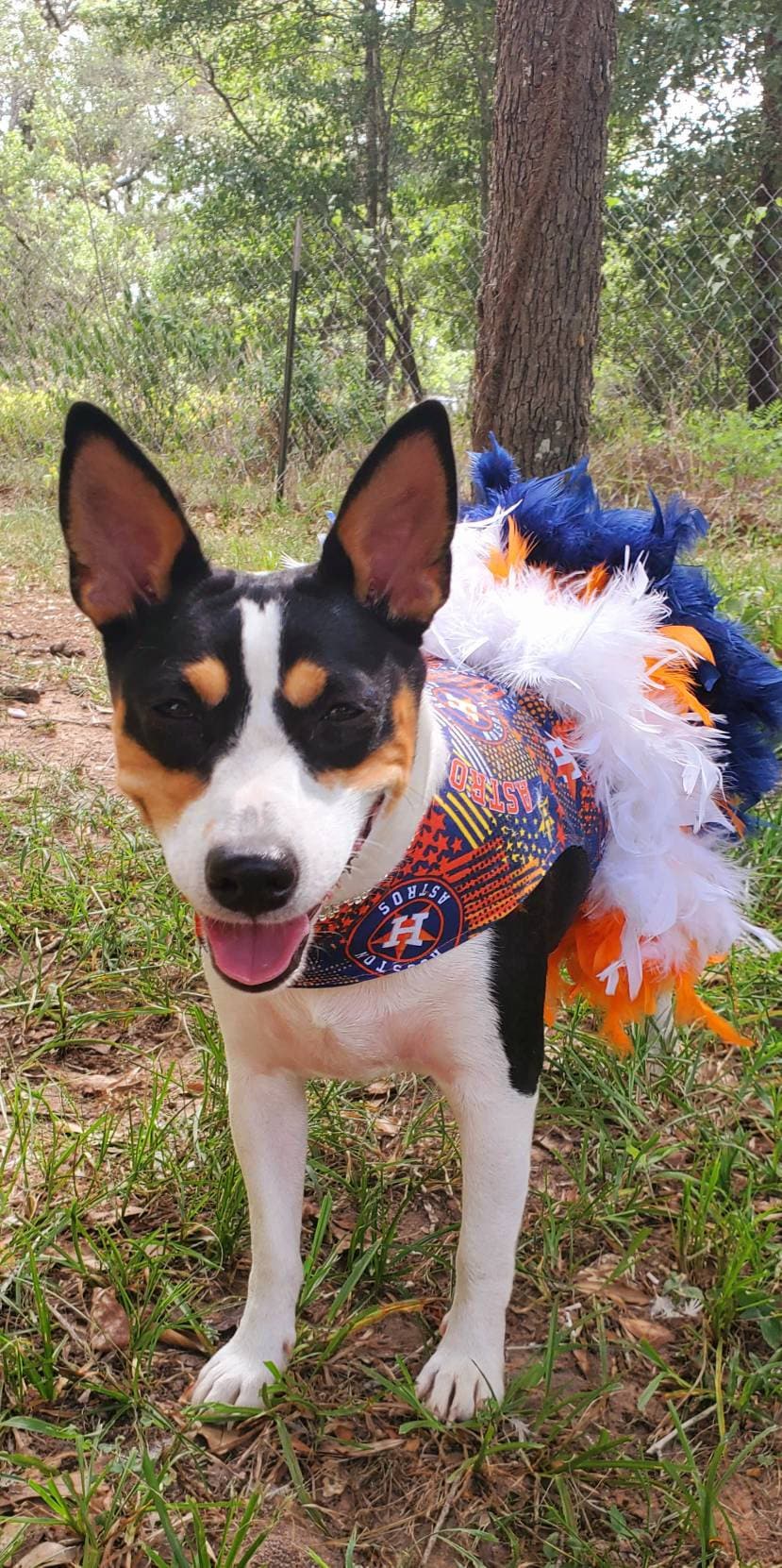 Houston Astros feather Pet dress, Astros feather dog dresses, Astros cat dress, Houston Astros Pet dresses, feather pet dresses, dog dress