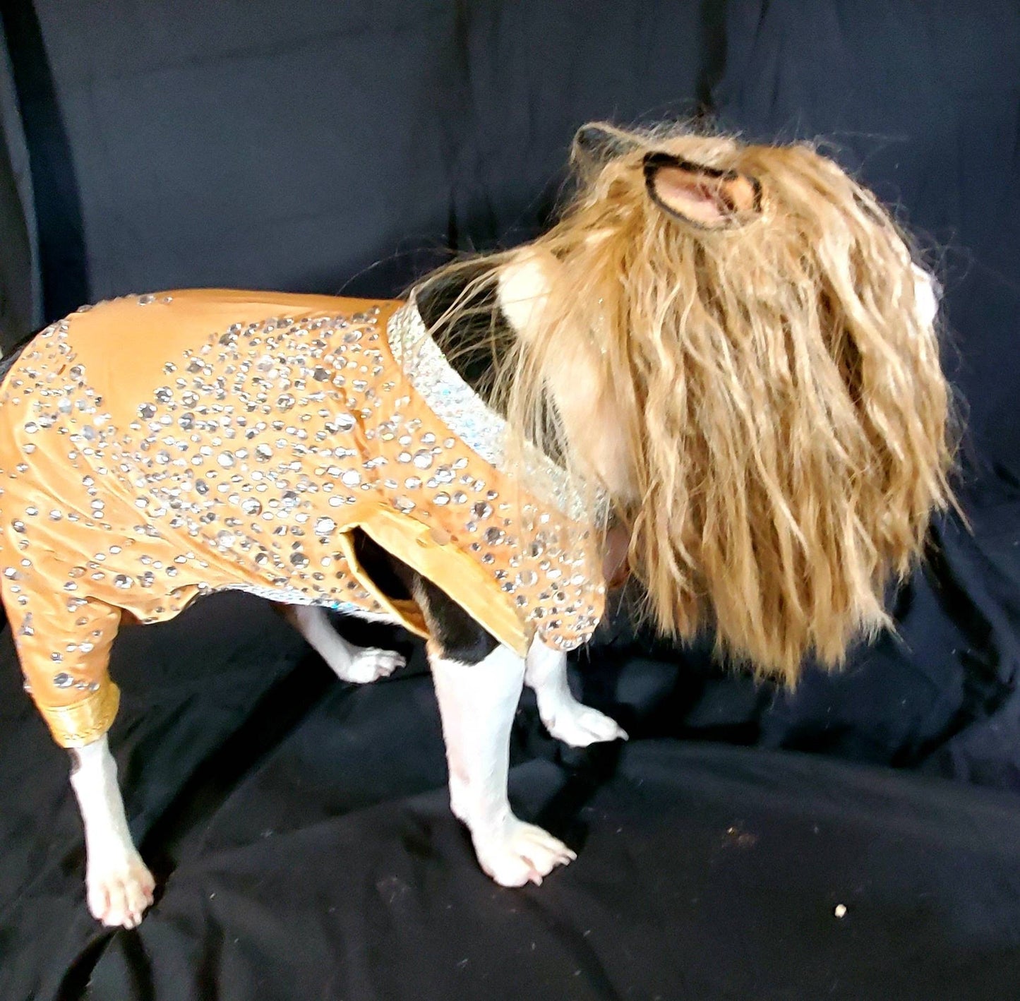 Britney Spears pet tan diamond costume, Britney spears dog tan diamond costume, Britney spears myv outfit pet, pop singer pet costume