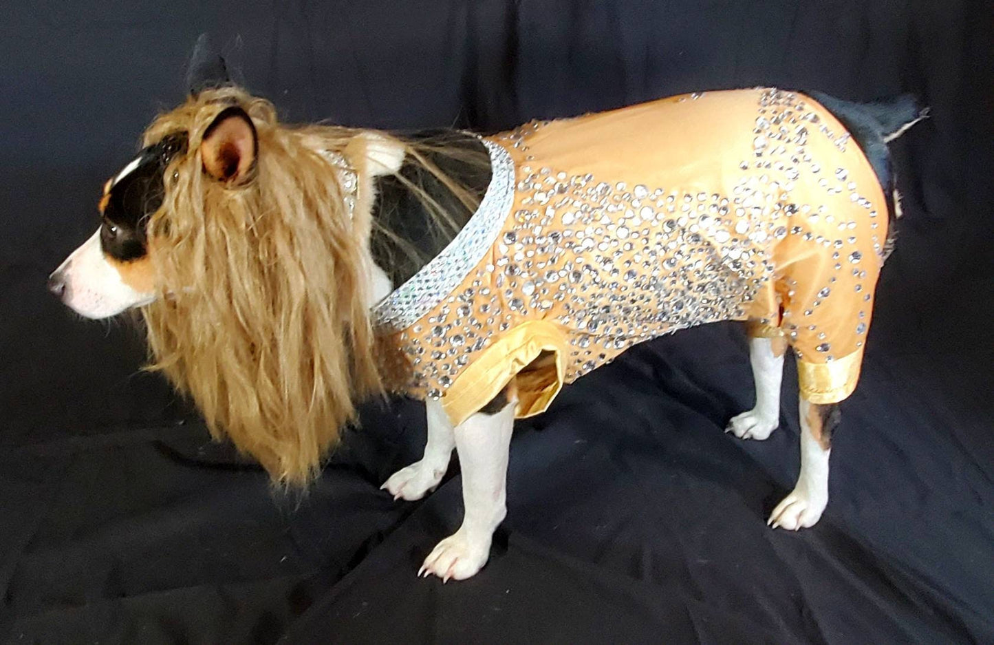 Britney Spears pet tan diamond costume, Britney spears dog tan diamond costume, Britney spears myv outfit pet, pop singer pet costume