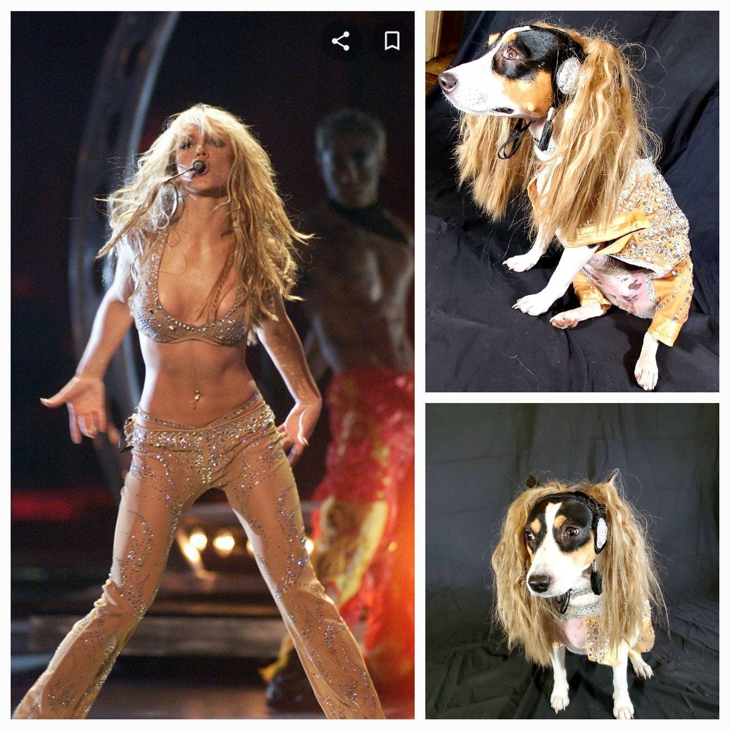 Britney Spears pet tan diamond costume, Britney spears dog tan diamond costume, Britney spears myv outfit pet, pop singer pet costume