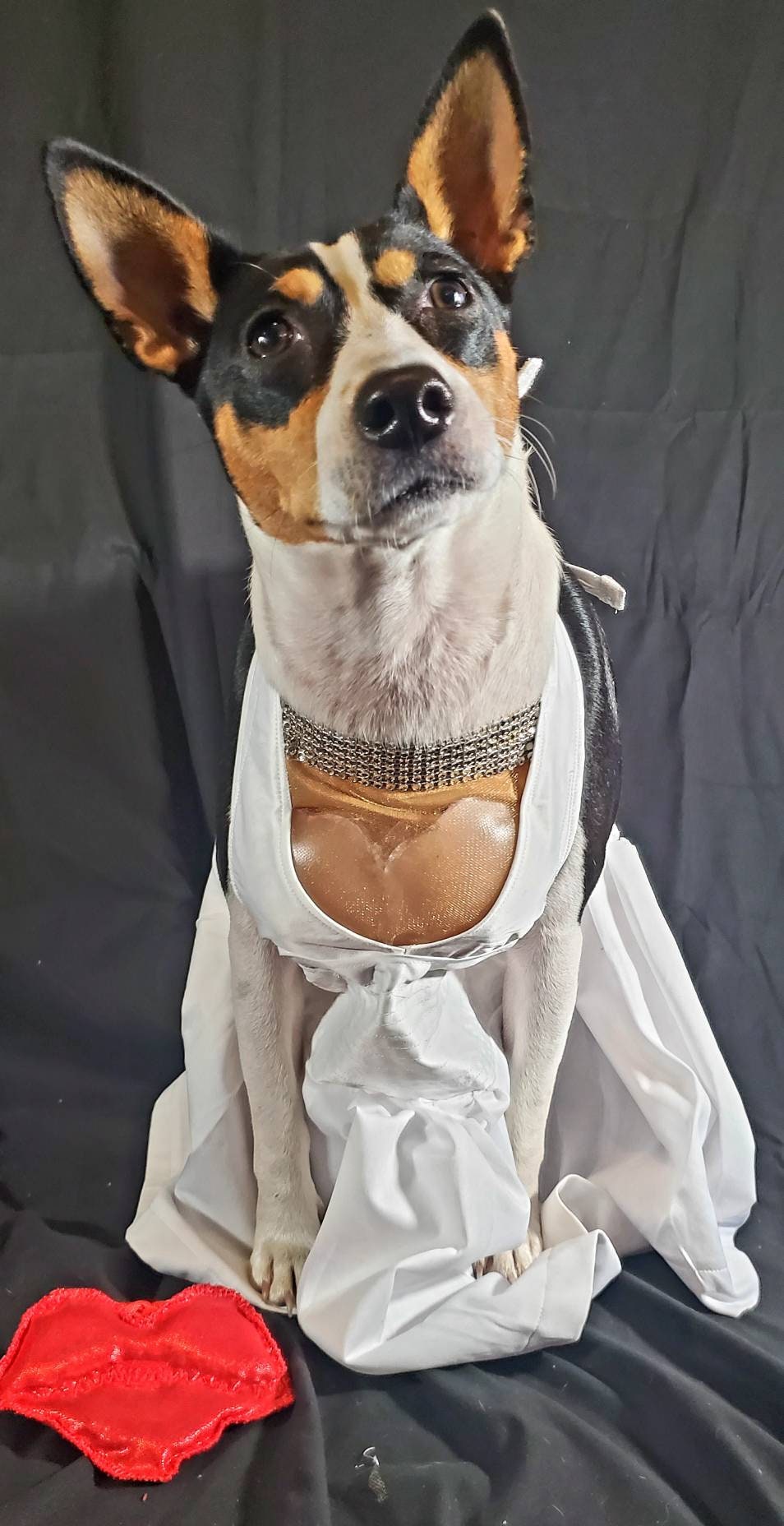 - Marilyn Monroe pet costume, Marilyn Monroe dog dress, Marilyn monroe cat costume