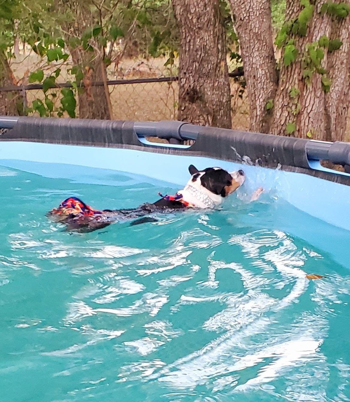 Pet Bathing Suit, pet two piece bathing suit skirt, dog bathing suit with skirt, pet bikini, cat bikini, dog bikini, swimwear for dogs