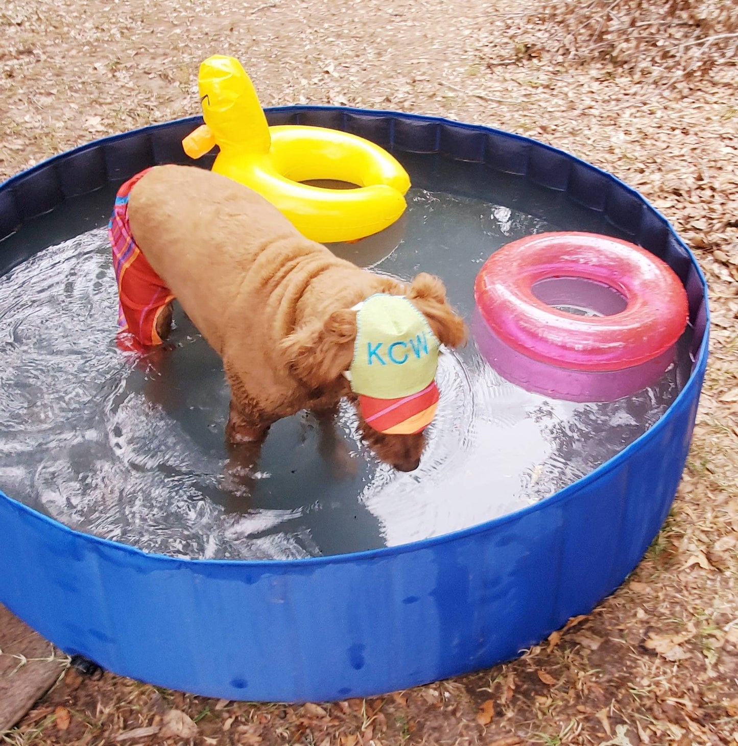 Pet swimming trunks, pet swimming shorts, dog swimming shorts, cat swimming shirts, personalize pet hat combo, pet hats, dog hats, cat hats