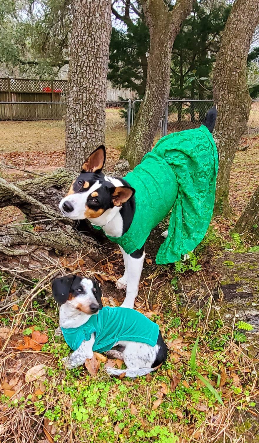 Lace pet dress, lace dog dress, lace cat dress, lace sundress for pets, pet sundress, dog dresses, pet dresses, lace pet clothes