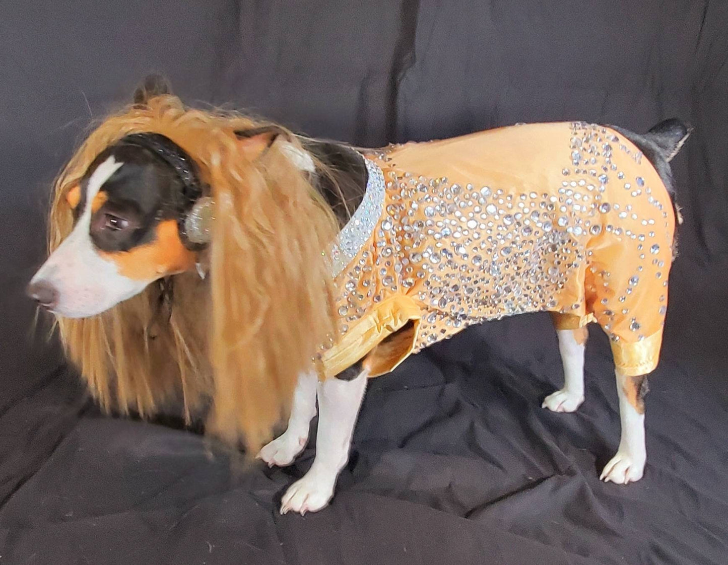 Britney Spears pet tan diamond costume, Britney spears dog tan diamond costume, Britney spears myv outfit pet, pop singer pet costume
