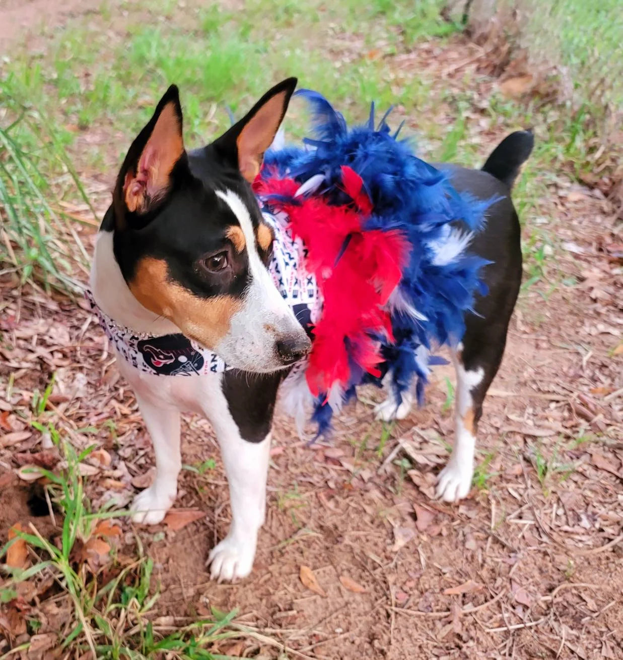 Houston Texans feather Pet dress, Texans feather dog dresses, Texans cat dress, Houston Texans Pet dresses, feather pet dresses, dog dress