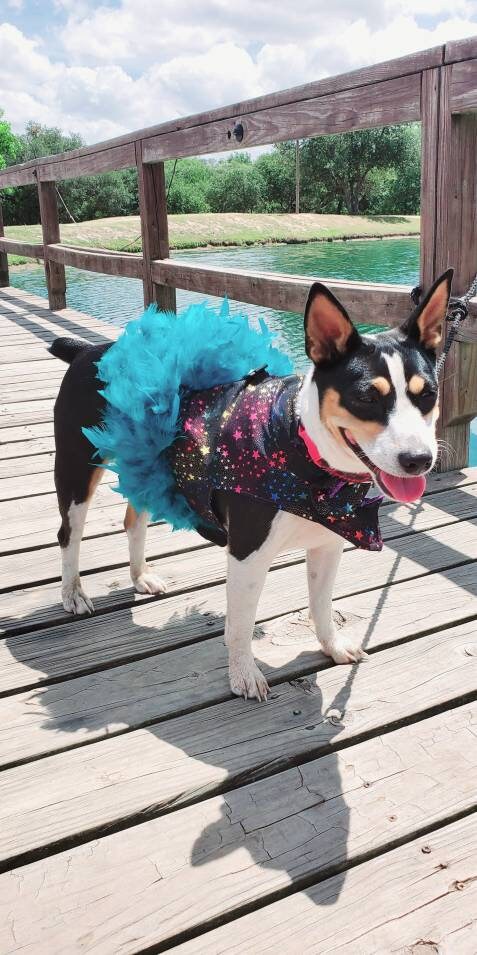 Pet feather harness, Pet harness dress, star pet harness, dog feather harness, cat feather harness, star dog harness, star pet dress