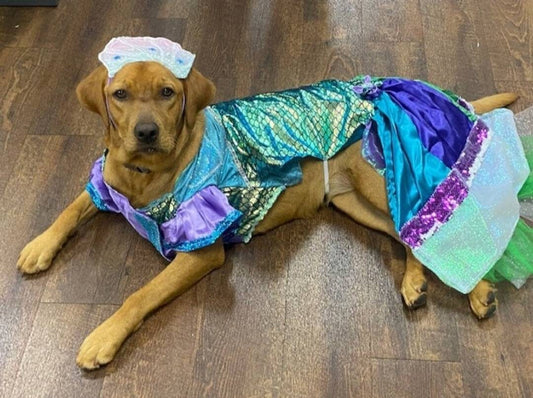 Mermaid Pet Costume, Pet Mermaid Costume, Little Mermaid Pet Costume, Mermaid dog Costume, Mermaid cat Costume, Halloween Pet costume