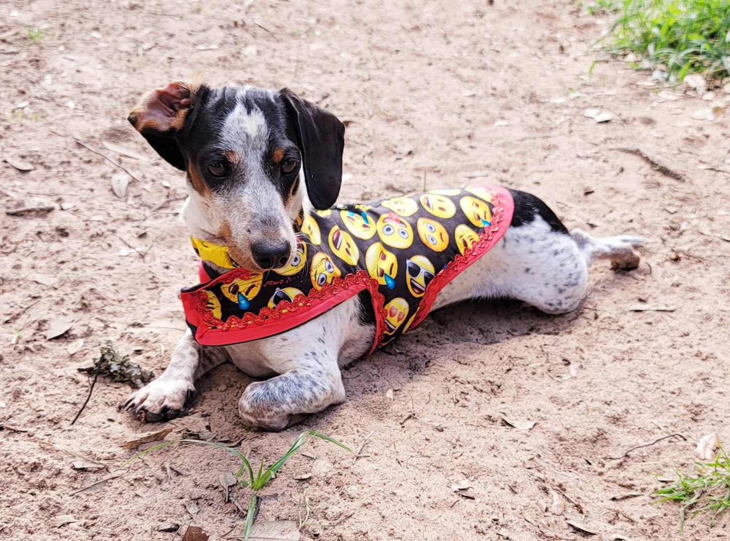 Emoji pet male harness, emoji dog dress, emoji dog harness, emoji cat harness, Smiley face pet harness, male dog pet harness Inactive