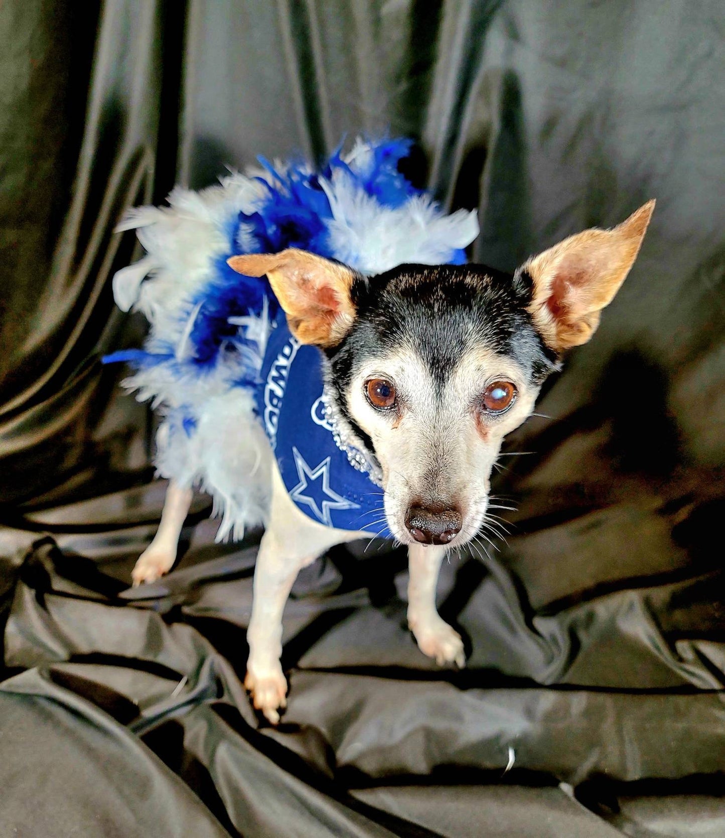 Dallas Cowboy Pet feather dress, Dallas Cowboy Dog feather dress, Dallas Cowboy Pet dress, feather pet dress, nfl pet dress, nfl dog dress