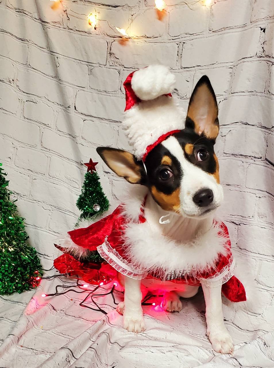 Miss Claus pet suit, miss Claus pet dress, female santa pet costume, miss Claus dog cat costume, holiday pet costumes, dog miss Claus dress