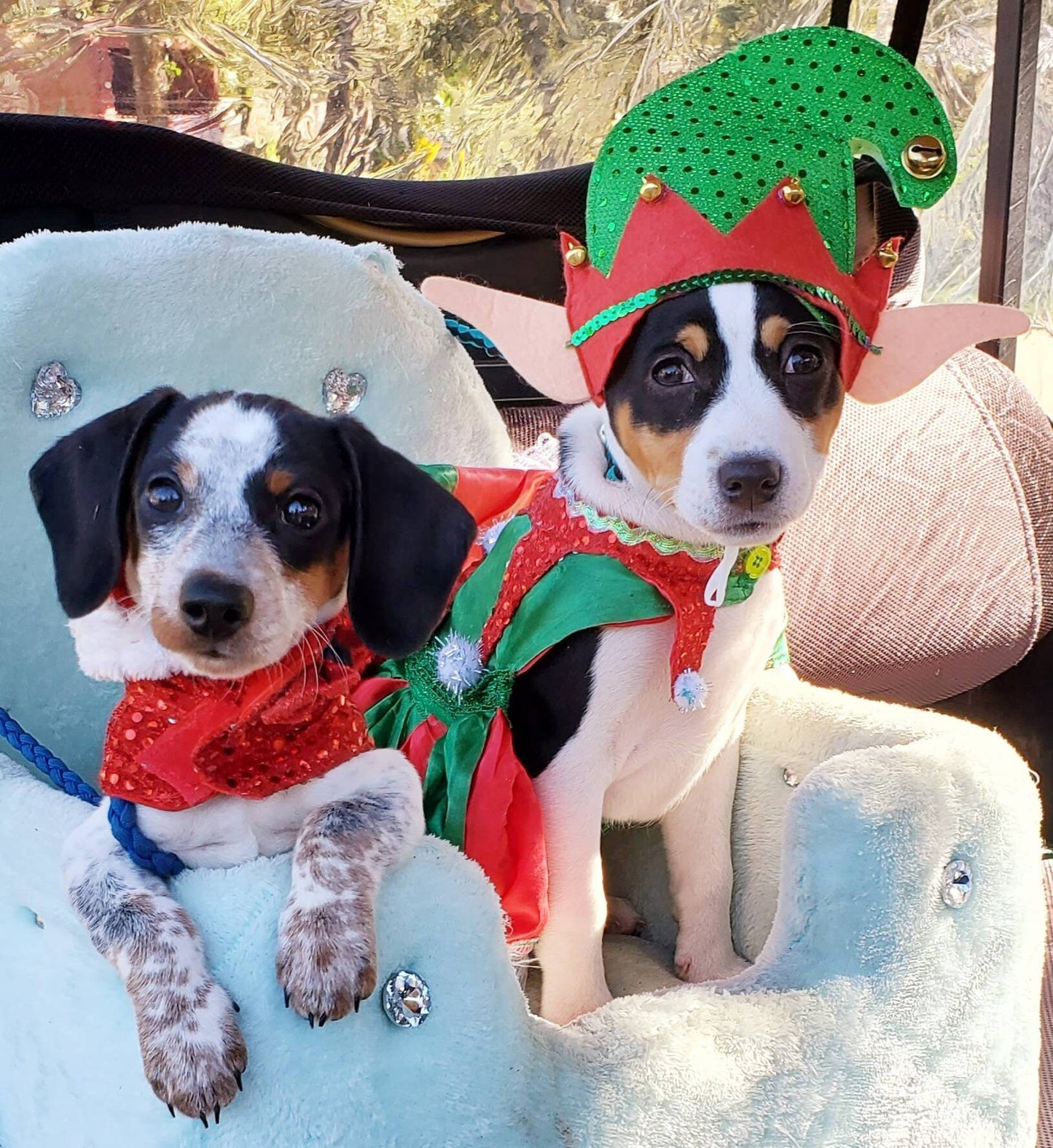 Elf pet costume, Elf dog costume, Elf cat costume, Pet Elf, Dog Elf, Elf dog dress, Elf sequin pet shirt, Elf pet dress, pet Elf dress