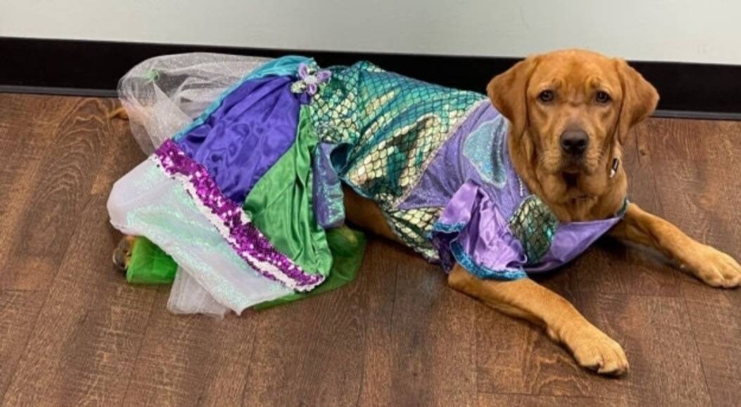Mermaid Pet Costume, Pet Mermaid Costume, Little Mermaid Pet Costume, Mermaid dog Costume, Mermaid cat Costume, Halloween Pet costume