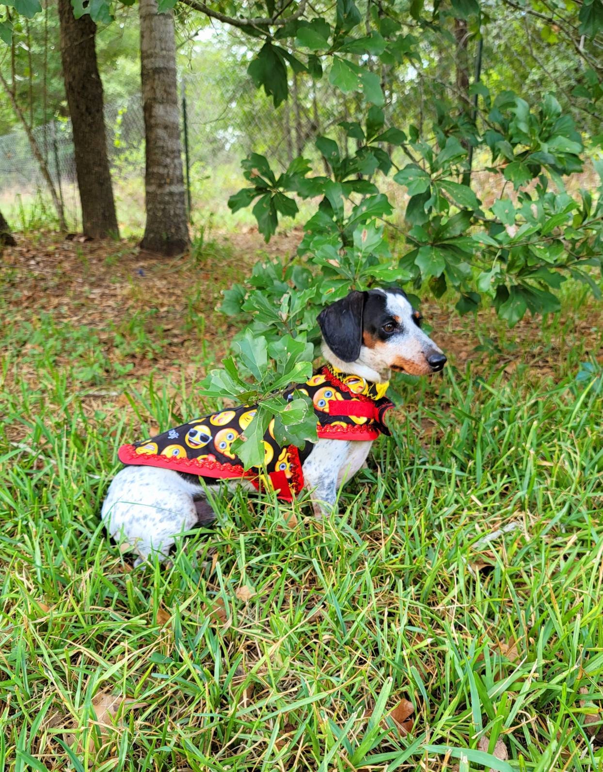 Emoji pet male harness, emoji dog dress, emoji dog harness, emoji cat harness, Smiley face pet harness, male dog pet harness Inactive