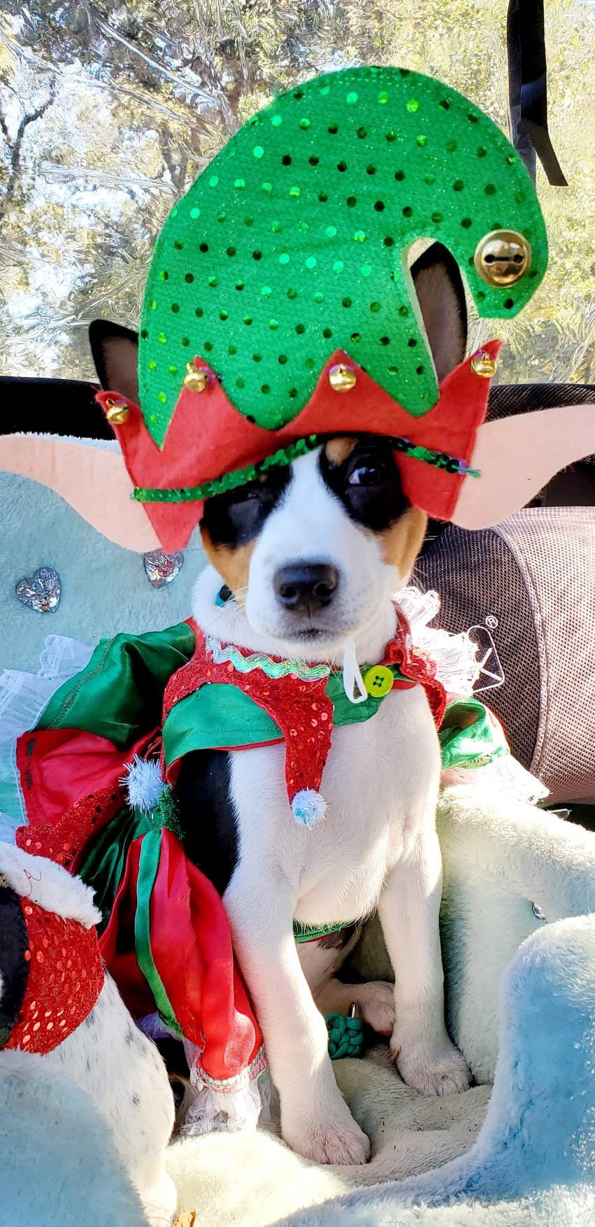 Elf pet costume, Elf dog costume, Elf cat costume, Pet Elf, Dog Elf, Elf dog dress, Elf sequin pet shirt, Elf pet dress, pet Elf dress