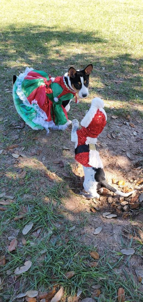 Elf pet costume, Elf dog costume, Elf cat costume, Pet Elf, Dog Elf, Elf dog dress, Elf sequin pet shirt, Elf pet dress, pet Elf dress