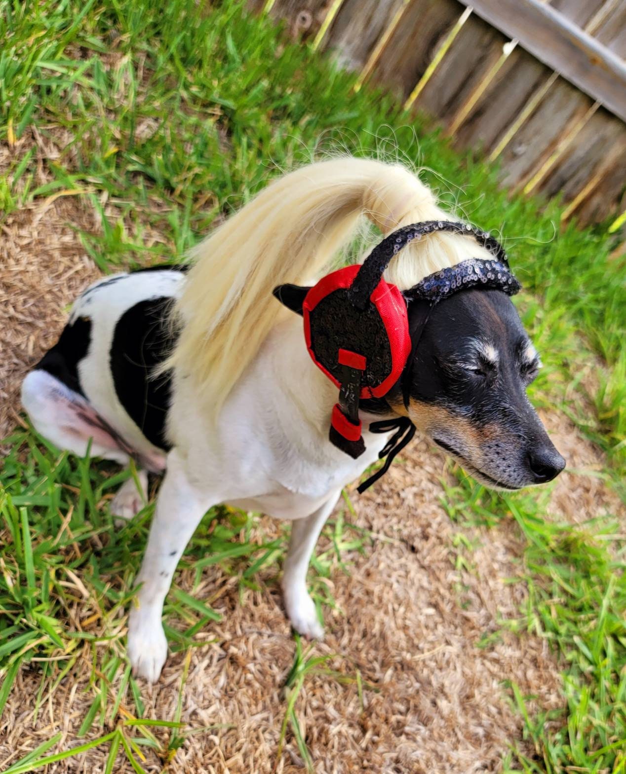 Britney Spears pet costume replica, oops I did it again pet costume, pop singer pet costume, dog pop singer, Britney Spears dog costume