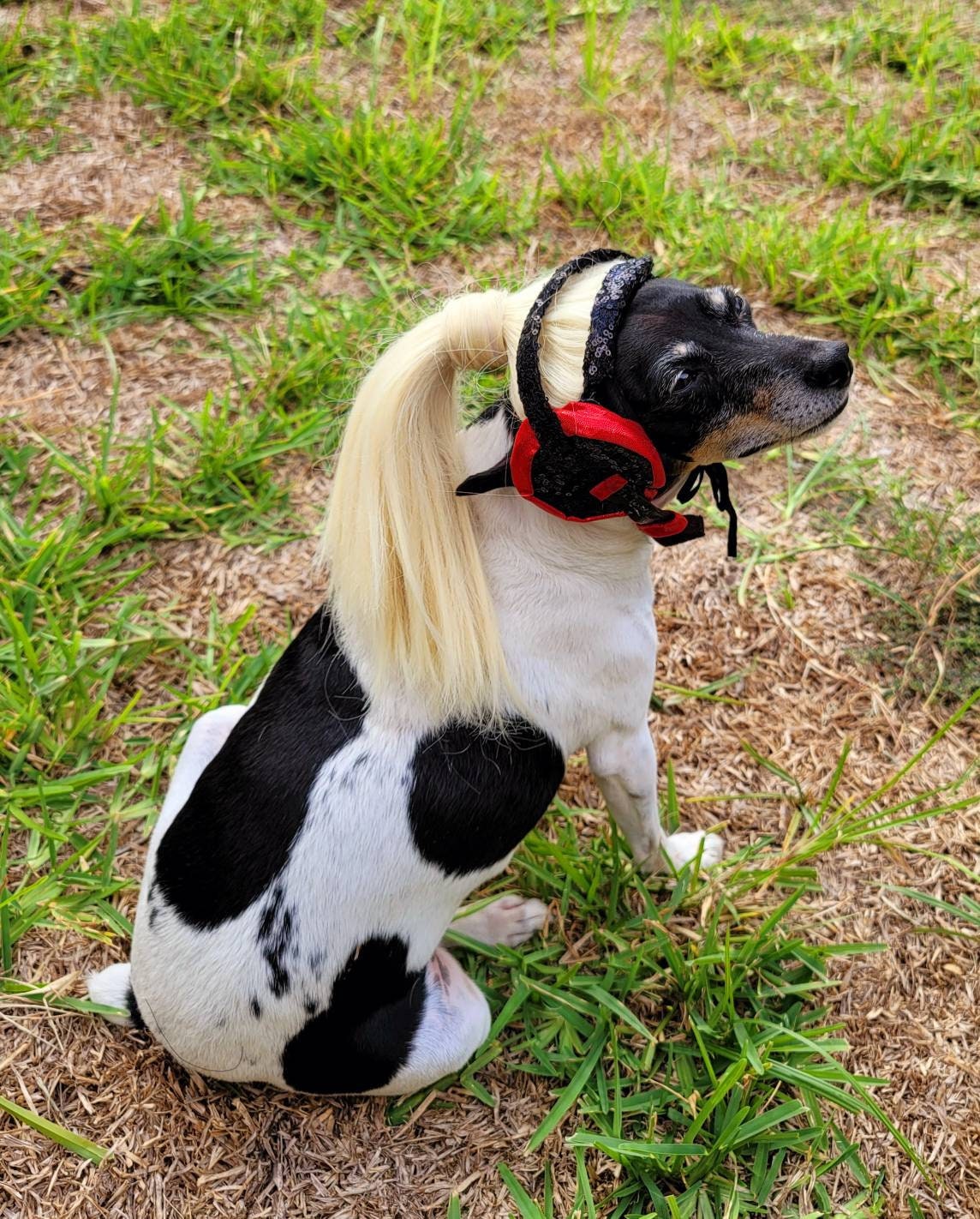 Britney Spears pet costume replica, oops I did it again pet costume, pop singer pet costume, dog pop singer, Britney Spears dog costume