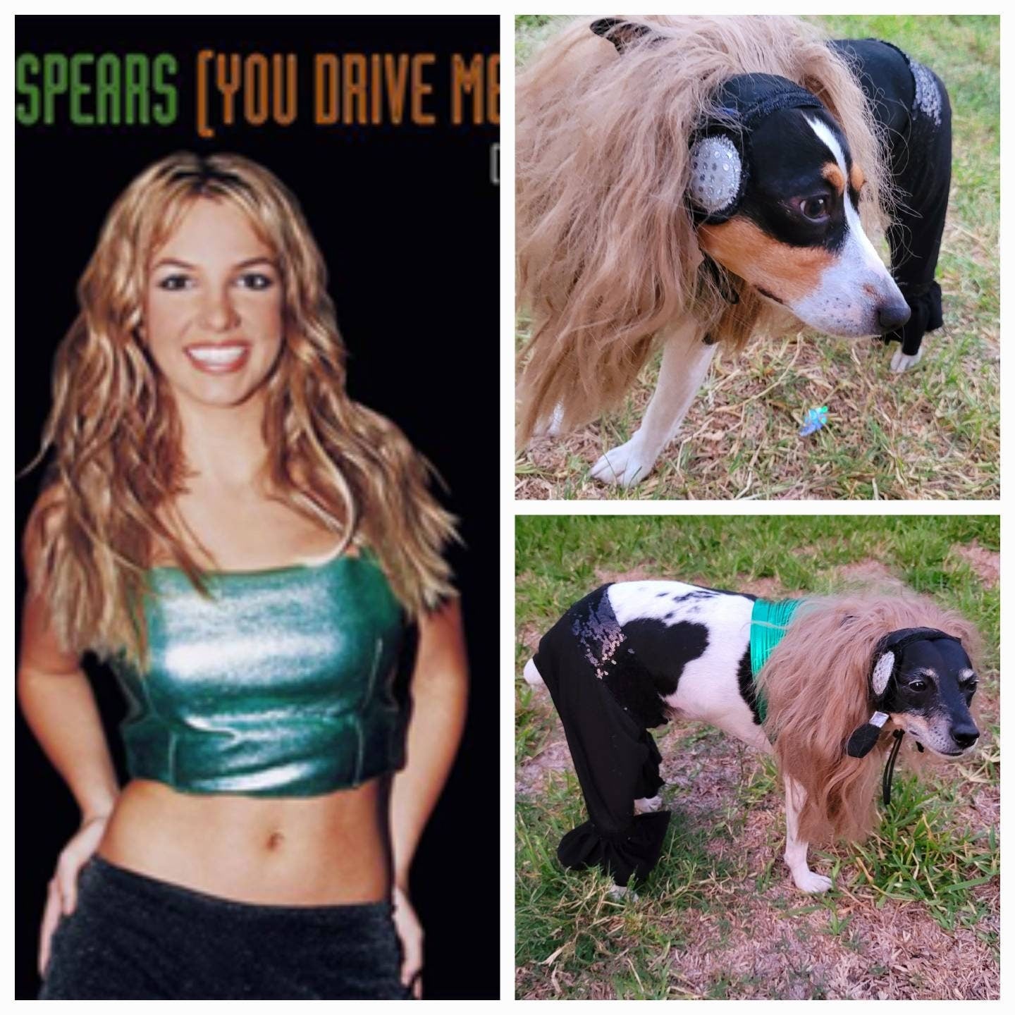 Britney Spears pet costume replica, Britney 'crazy' pet costume, Britney Green pet costume, Britney dog costume, Britney spears cat costume