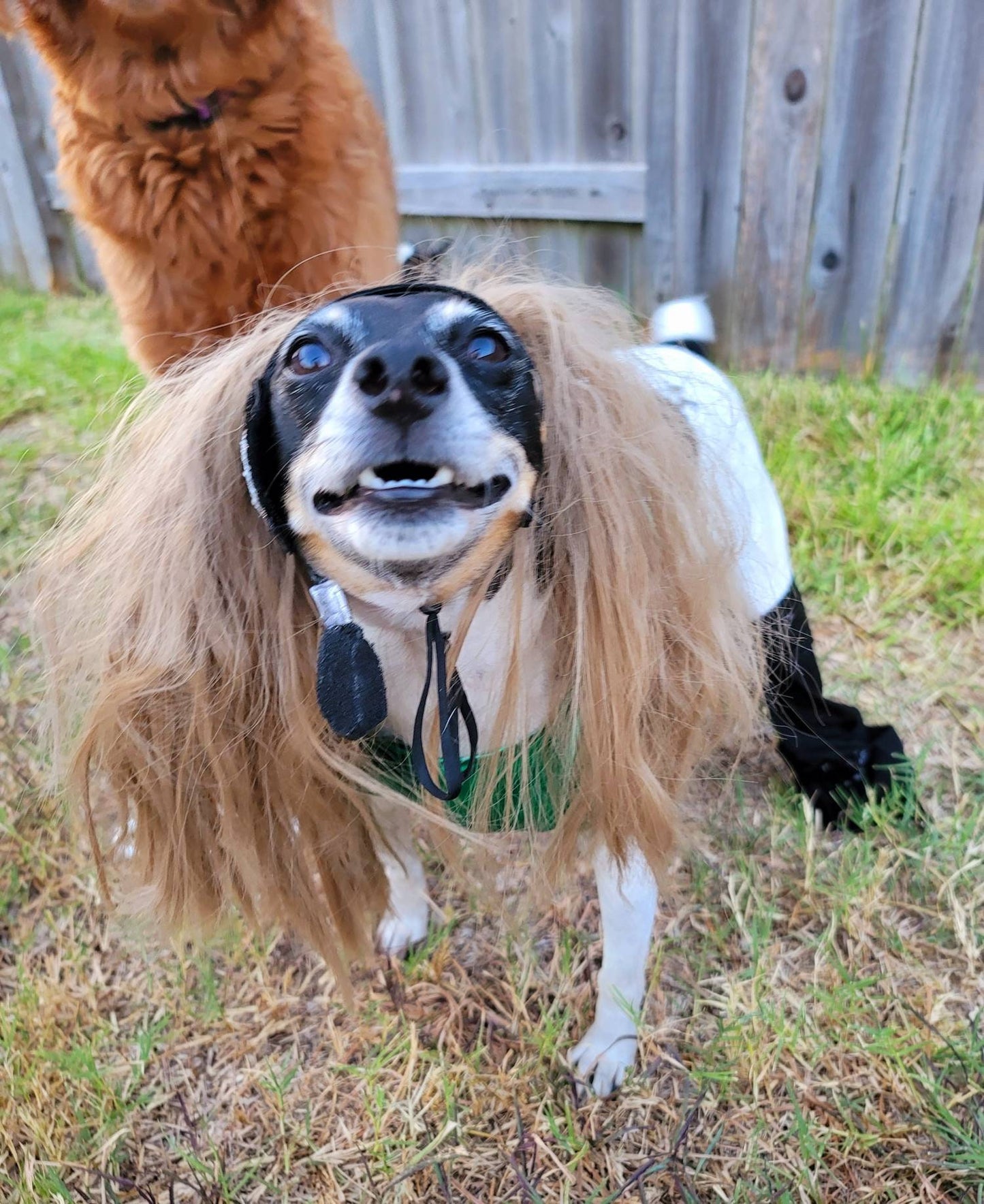 Britney Spears pet costume replica, Britney 'crazy' pet costume, Britney Green pet costume, Britney dog costume, Britney spears cat costume