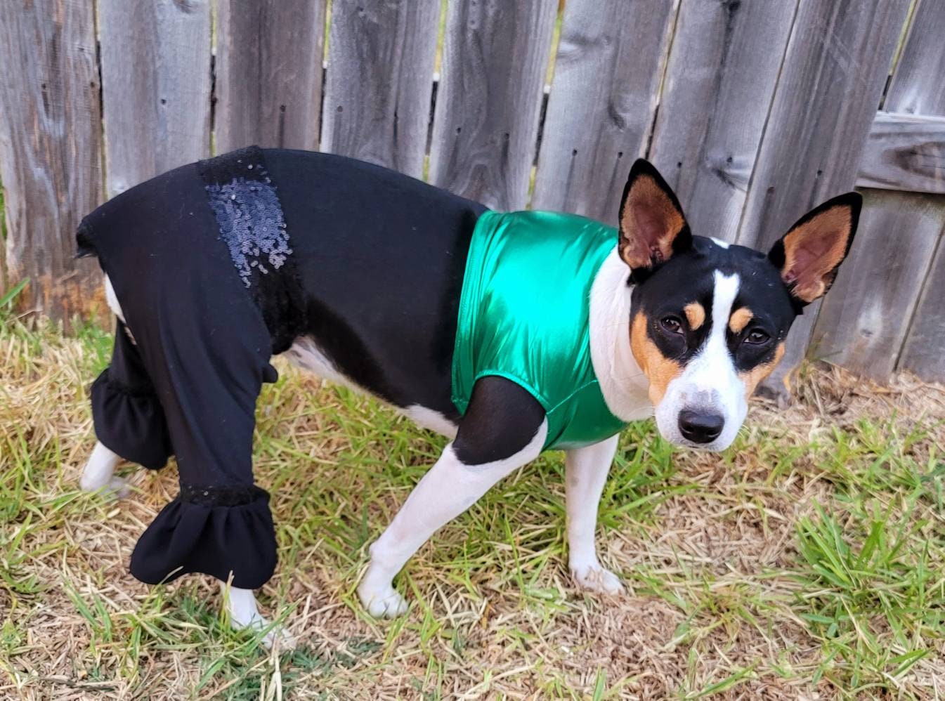 Britney Spears pet costume replica, Britney 'crazy' pet costume, Britney Green pet costume, Britney dog costume, Britney spears cat costume