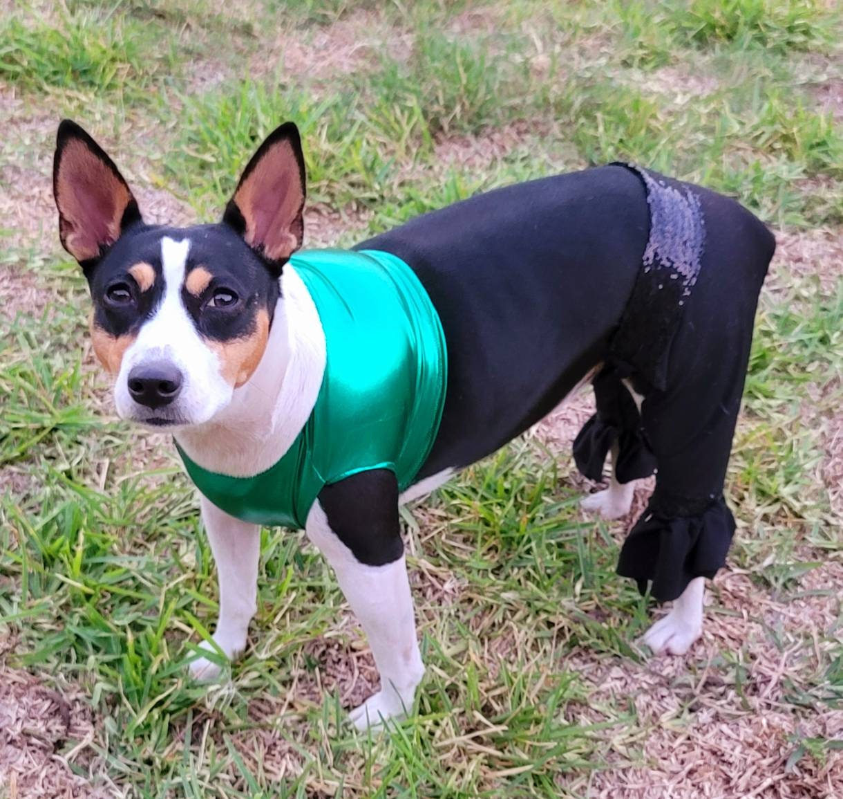 Britney Spears pet costume replica, Britney 'crazy' pet costume, Britney Green pet costume, Britney dog costume, Britney spears cat costume