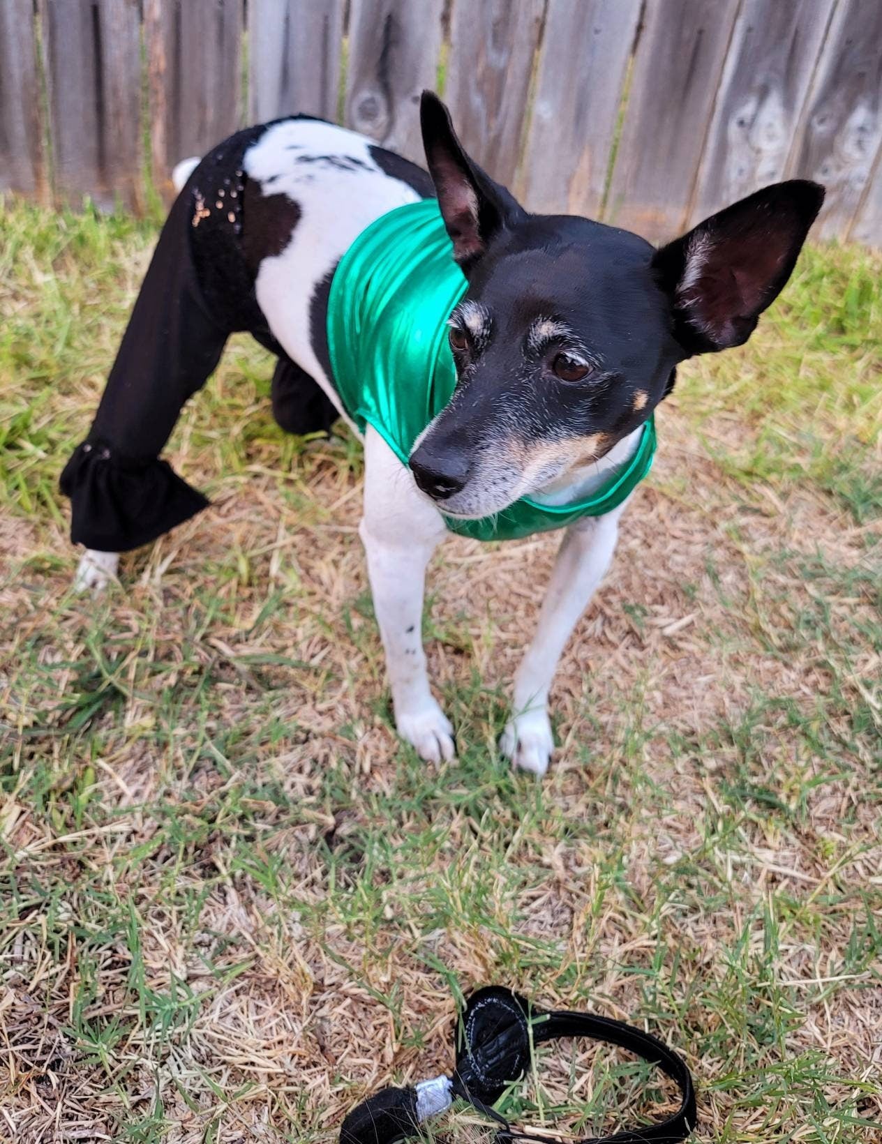 Britney Spears pet costume replica, Britney 'crazy' pet costume, Britney Green pet costume, Britney dog costume, Britney spears cat costume