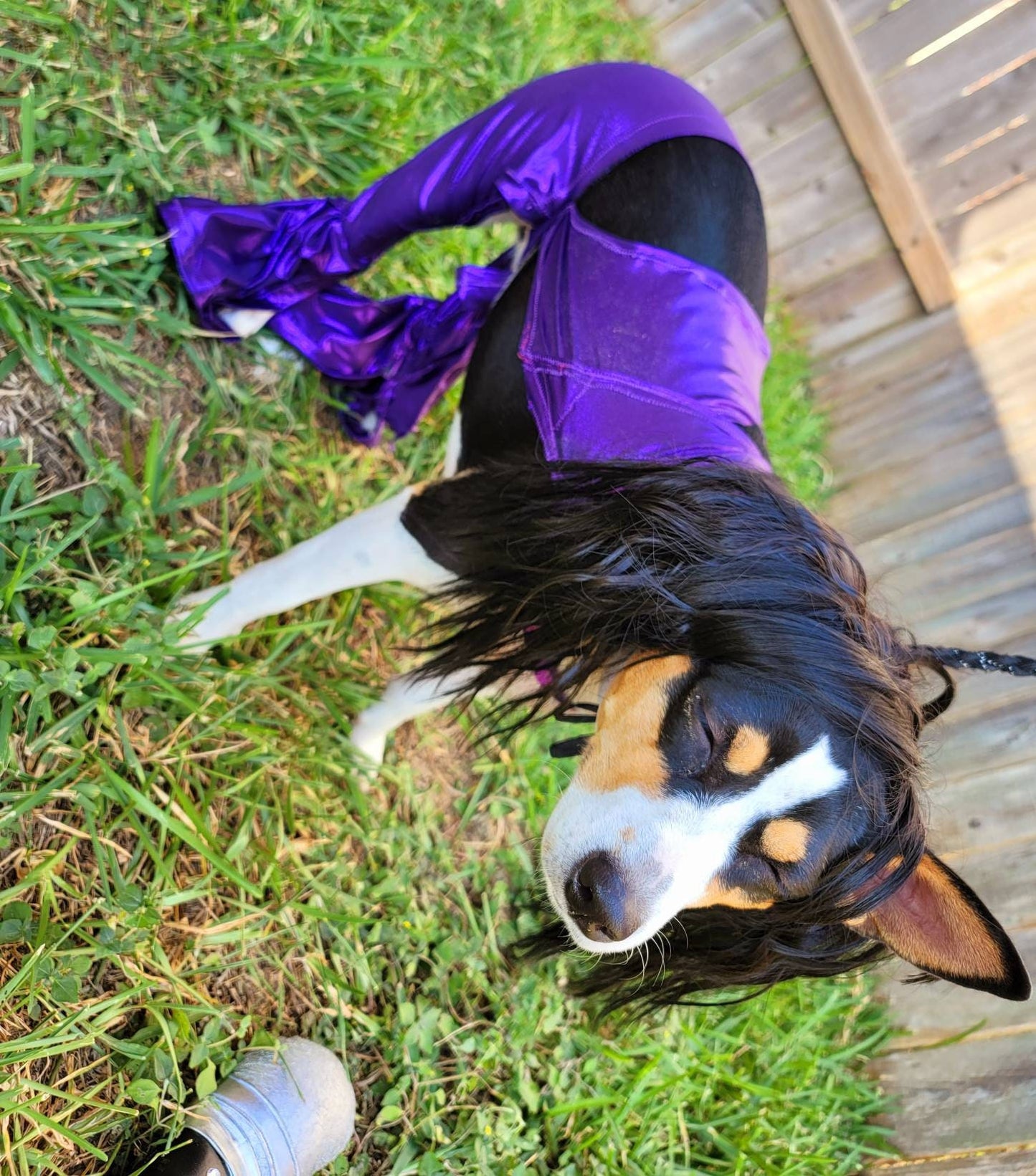 Selena replica Pet Costume, Selena Dog costume, Selena Iconic purple pet costume, Selena purple jumpsuit pet dog cat costume, wig selena