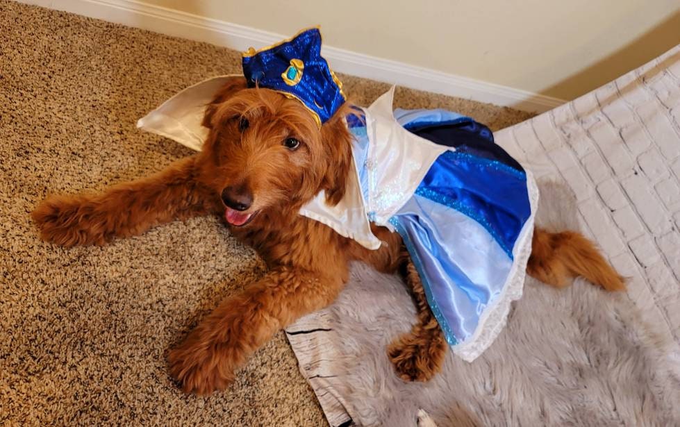 - Sleeping Beauty pet costume, sleeping beauty revisable pet costume, Sleeping Beauty is it pink is it blue pet costume, Aurora dog costume