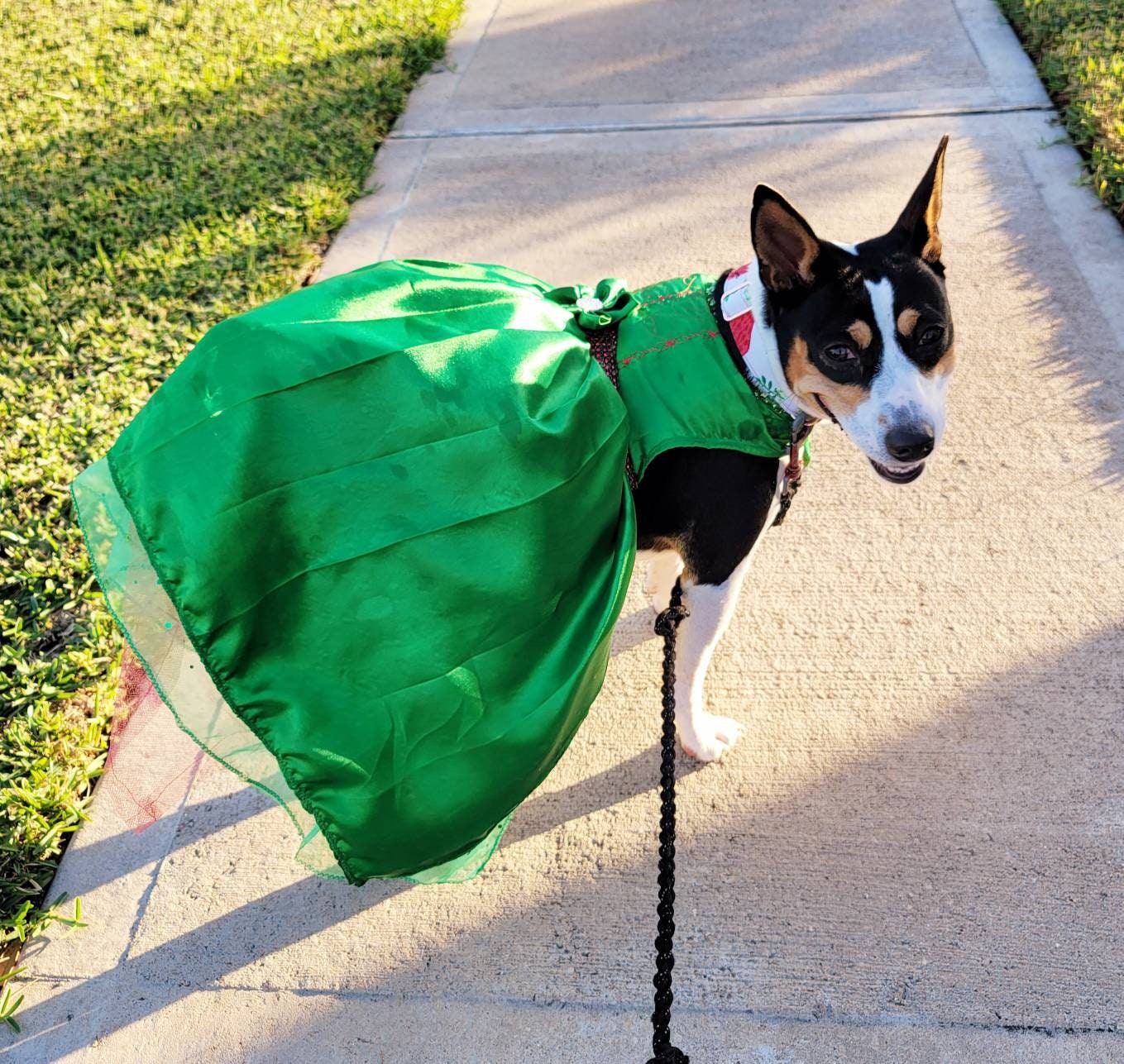 Pet Holiday dresses, dog holiday dress, pet Christmas dress, green pet dress, dog Christmas dress, cat holiday dress, holiday dresses pets