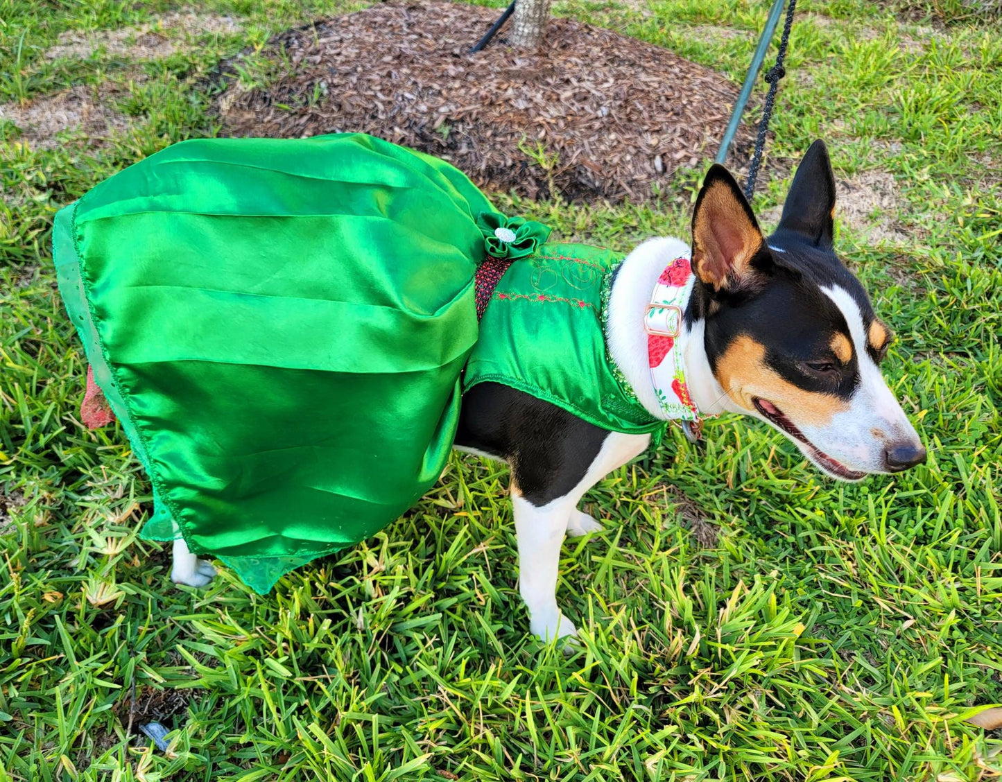 Pet Holiday dresses, dog holiday dress, pet Christmas dress, green pet dress, dog Christmas dress, cat holiday dress, holiday dresses pets