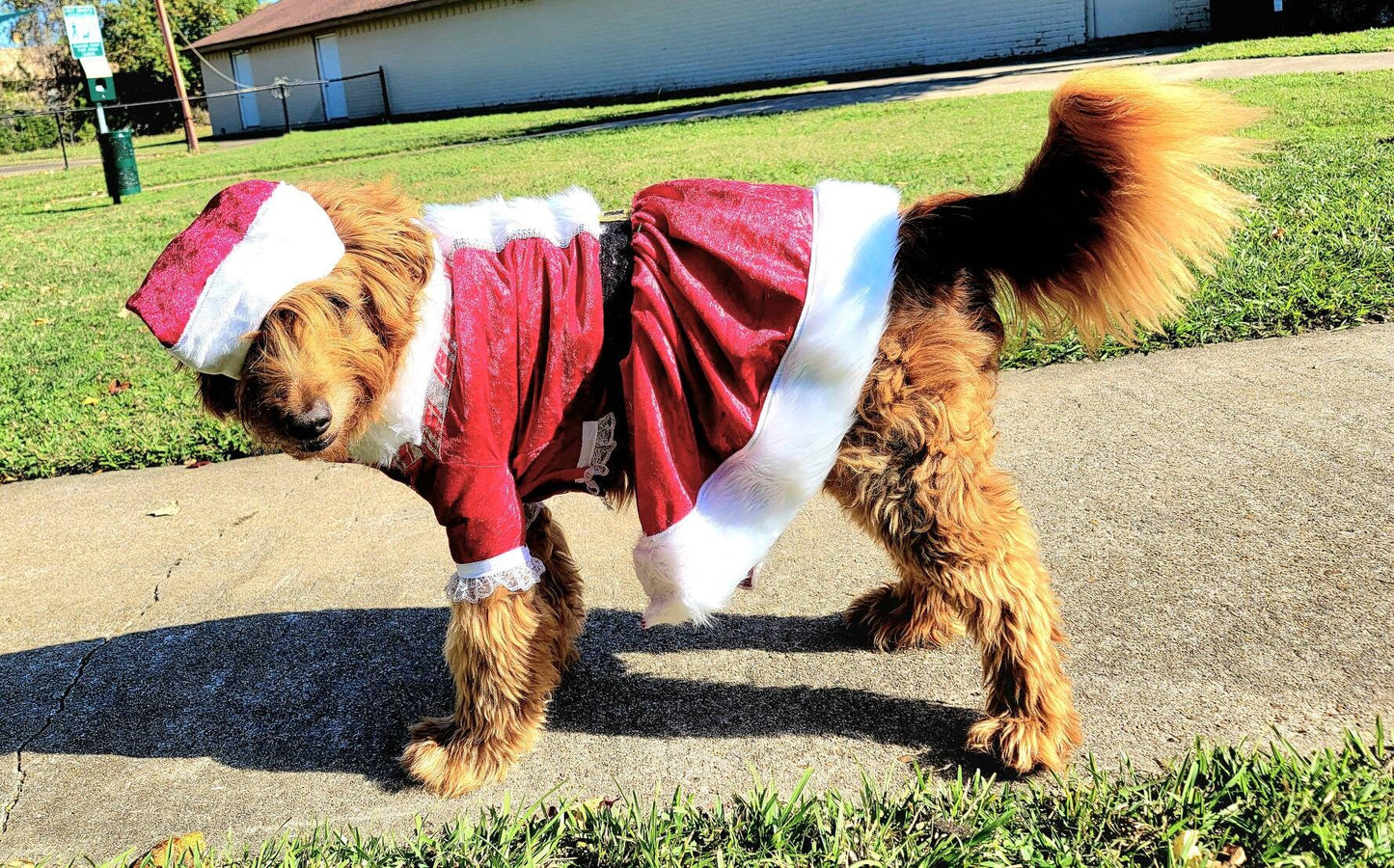 Miss Claus pet suit, miss Claus pet dress, female santa pet costume, miss Claus dog cat costume, holiday pet costumes, dog miss Claus dress