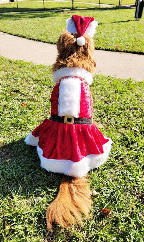 Miss Claus pet suit, miss Claus pet dress, female santa pet costume, miss Claus dog cat costume, holiday pet costumes, dog miss Claus dress
