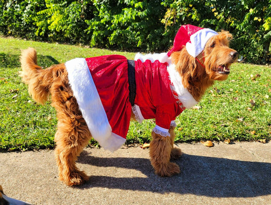 Miss Claus pet suit, miss Claus pet dress, female santa pet costume, miss Claus dog cat costume, holiday pet costumes, dog miss Claus dress
