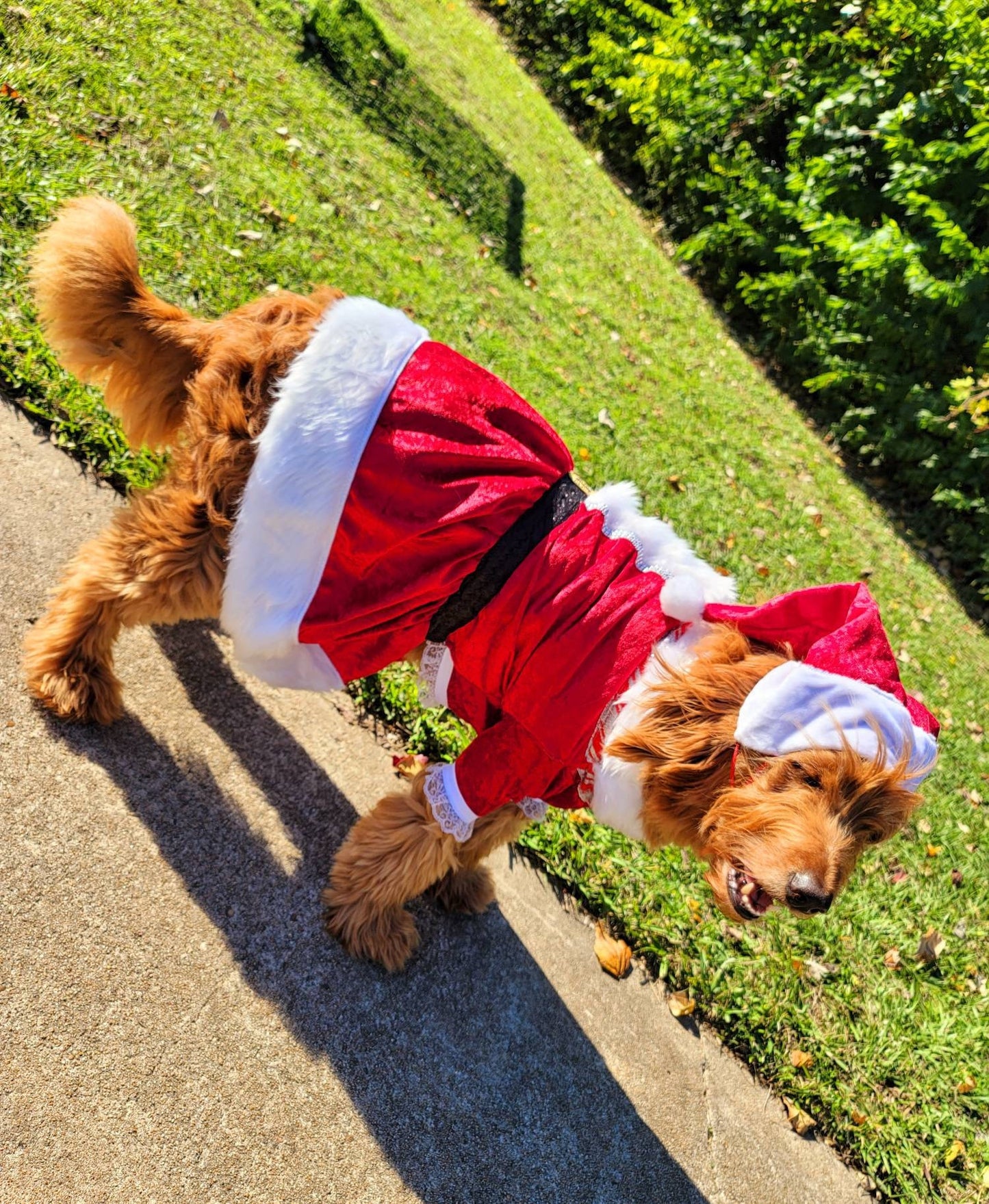 Miss Claus pet suit, miss Claus pet dress, female santa pet costume, miss Claus dog cat costume, holiday pet costumes, dog miss Claus dress