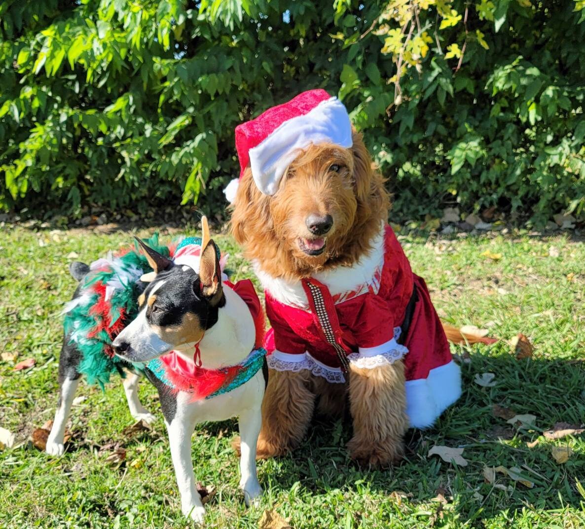 Miss Claus pet suit, miss Claus pet dress, female santa pet costume, miss Claus dog cat costume, holiday pet costumes, dog miss Claus dress