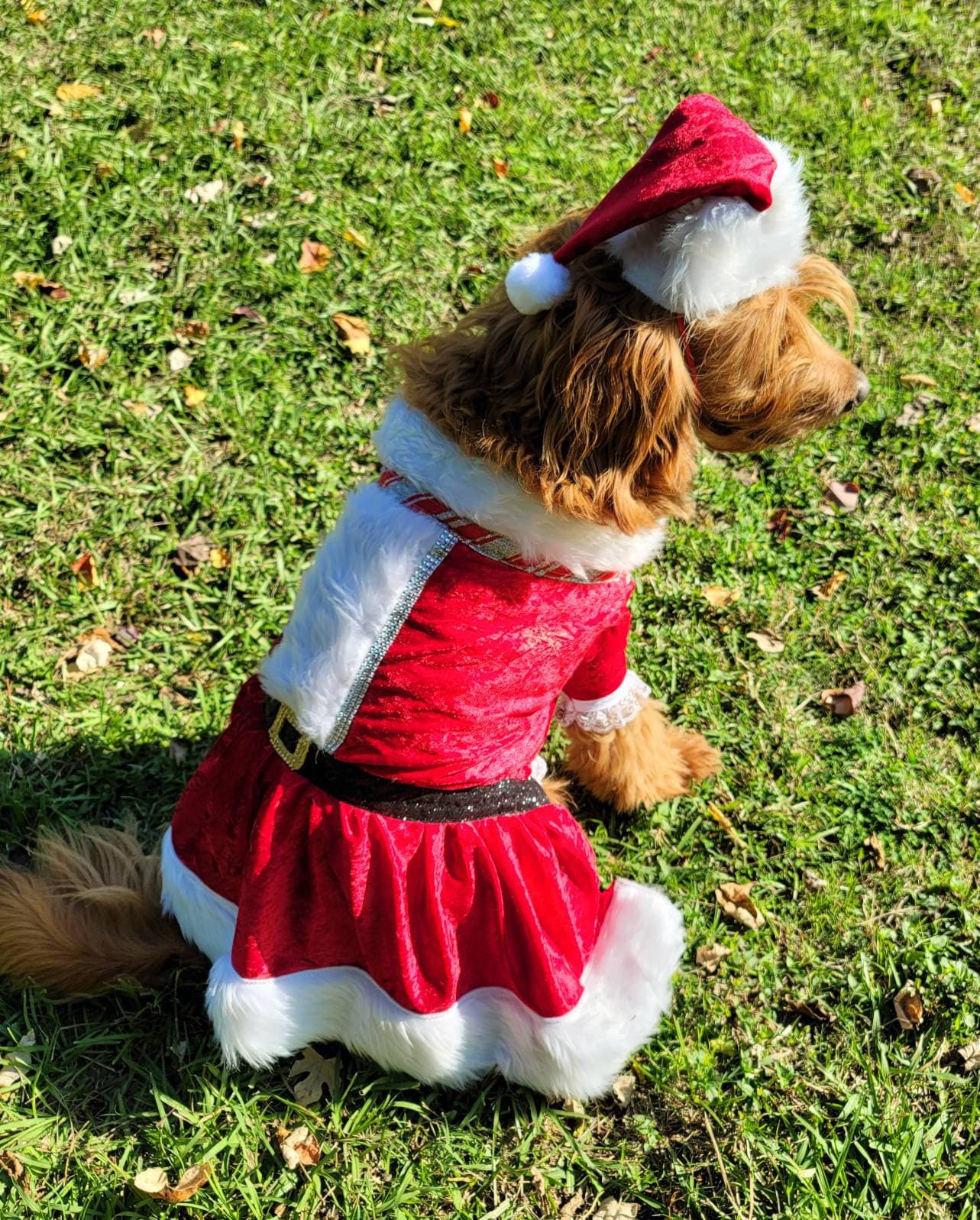 Miss Claus pet suit, miss Claus pet dress, female santa pet costume, miss Claus dog cat costume, holiday pet costumes, dog miss Claus dress