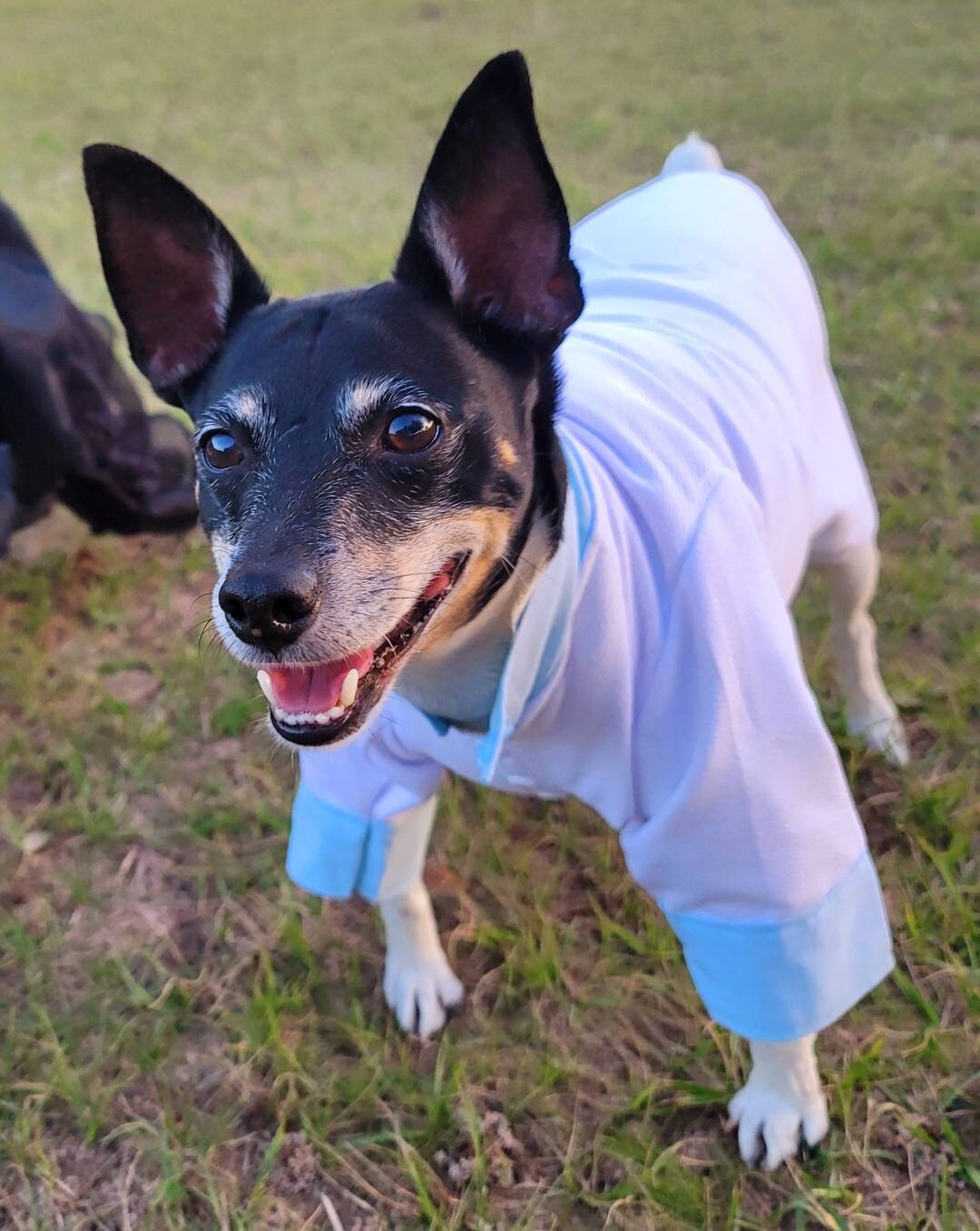 Tyler Pet Costume, Tyler Wednesday dog suit, Raven Pet Suit, Prom Pet Suit, prom dog suit, white Pet suit, wedding Pet suit, suit for pets